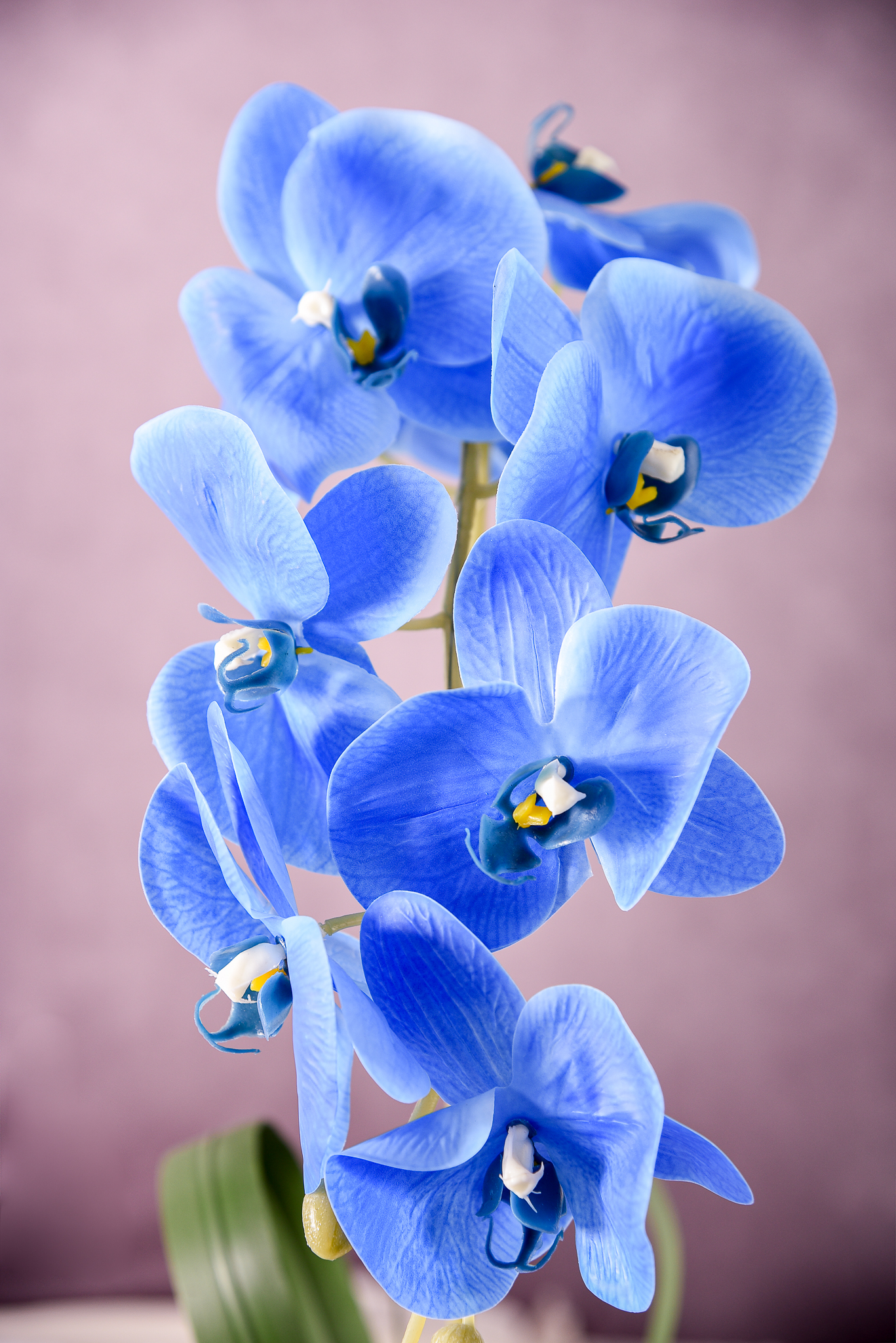 Orquídea Azul Majestade - Image 3