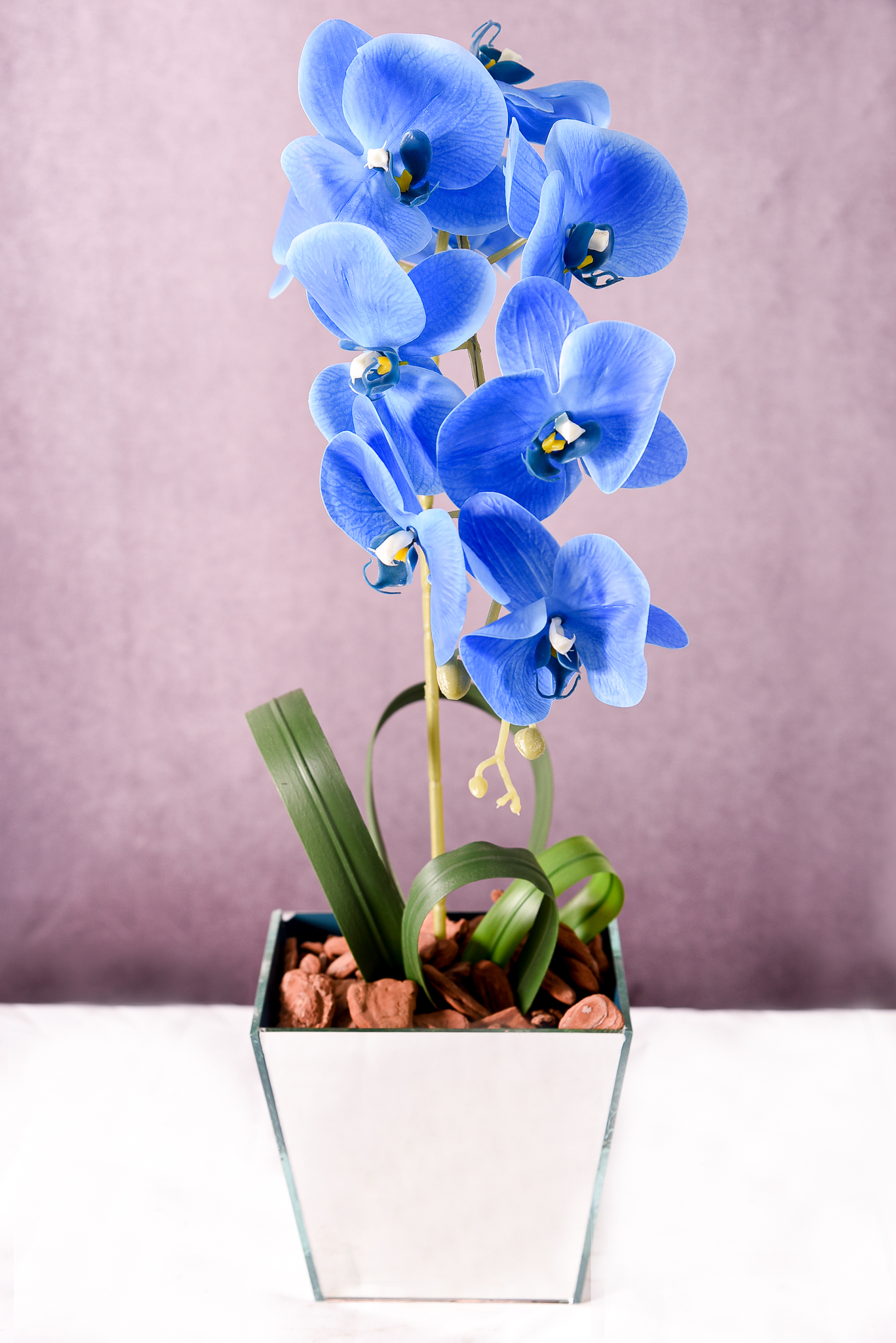 Orquídea Azul Majestade - Image 2