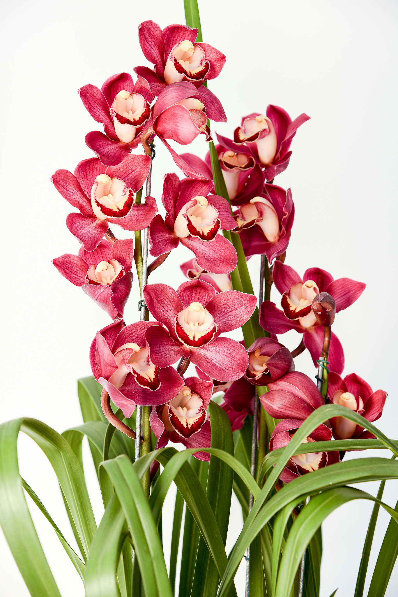 Orquídea Suprema - Image 2